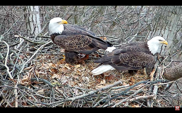 eagles in nest 2
